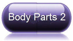 Body Parts 2